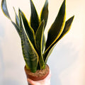 Sansevieria laurentii - Snake Plant - Sprouts of Bristol