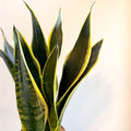 Sansevieria laurentii - Snake Plant - Sprouts of Bristol