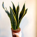 Sansevieria laurentii - Snake Plant - Sprouts of Bristol