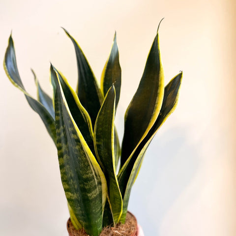 Sansevieria laurentii - Snake Plant - Sprouts of Bristol
