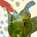 Sansevieria trifasciata ‘Black Jade Hahnii’ – Black Jade Bird’s Nest Snake Plant - Sprouts of Bristol