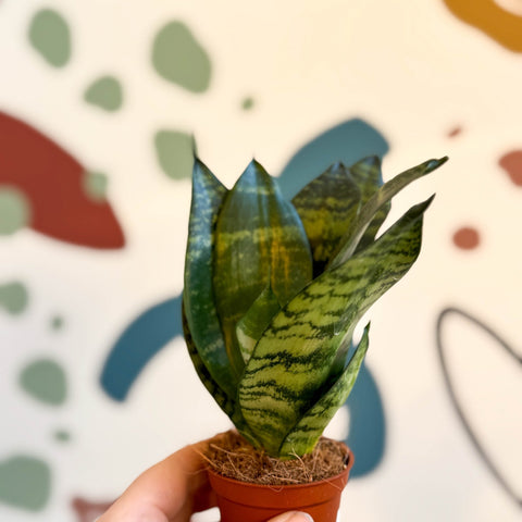 Sansevieria trifasciata ‘Black Jade Hahnii’ – Black Jade Bird’s Nest Snake Plant - Sprouts of Bristol