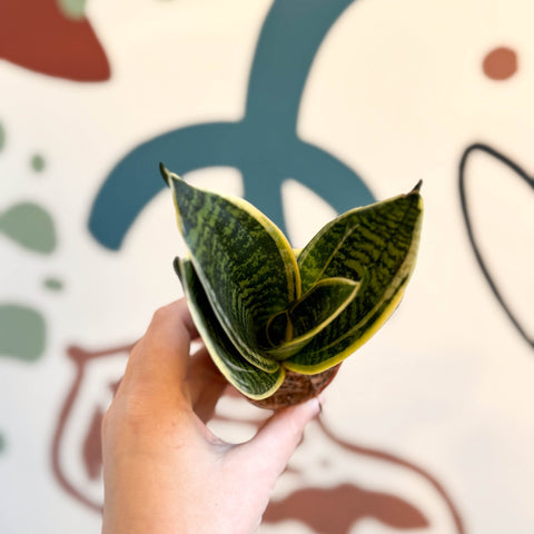 Sansevieria trifasciata ‘Golden Hahnii’ – Golden Bird’s Nest Snake Plant - Sprouts of Bristol