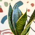 Sansevieria trifasciata ‘Golden Hahnii’ – Golden Bird’s Nest Snake Plant - Sprouts of Bristol