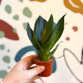 Sansevieria trifasciata ‘Green Hahnii’ – Green Bird’s Nest Snake Plant - Sprouts of Bristol
