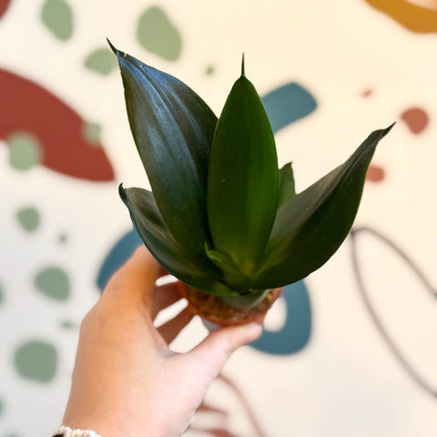 Sansevieria trifasciata ‘Green Hahnii’ – Green Bird’s Nest Snake Plant - Sprouts of Bristol