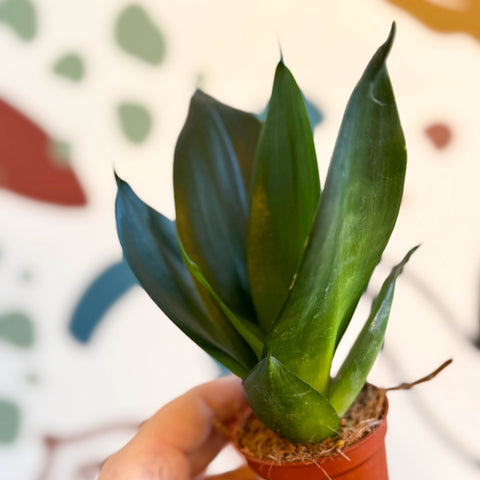 Sansevieria trifasciata ‘Green Hahnii’ – Green Bird’s Nest Snake Plant - Sprouts of Bristol