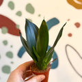 Sansevieria trifasciata ‘Green Hahnii’ – Green Bird’s Nest Snake Plant - Sprouts of Bristol
