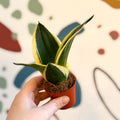 Sansevieria trifasciata ‘Pagoda Hahnii’ – Pagoda Bird’s Nest Snake Plant - Sprouts of Bristol
