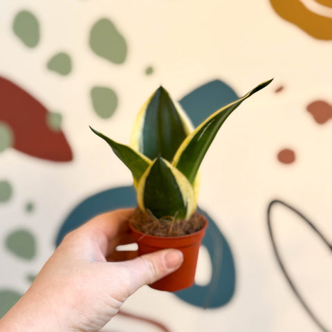 Sansevieria trifasciata ‘Pagoda Hahnii’ – Pagoda Bird’s Nest Snake Plant - Sprouts of Bristol
