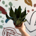 Sansevieria zeylanica ‘Compacta’ - Compact Snake Plant - Sprouts of Bristol
