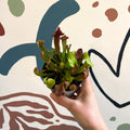 Sarracenia spp. – Pitcher Plant - Sprouts of Bristol