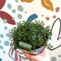 Satureja montana – Winter Savoury - Culinary Herbs - Sprouts of Bristol