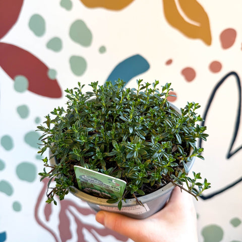 Satureja montana – Winter Savoury - Culinary Herbs - Sprouts of Bristol