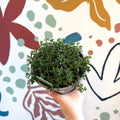 Satureja montana – Winter Savoury - Culinary Herbs - Sprouts of Bristol