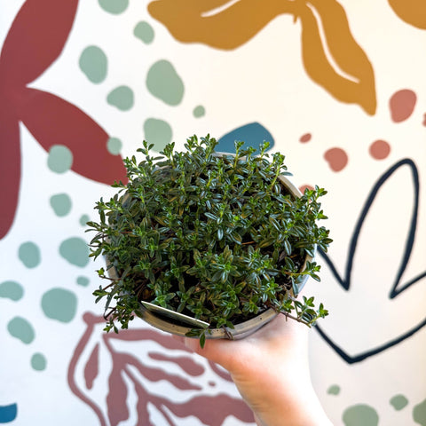 Satureja montana – Winter Savoury - Culinary Herbs - Sprouts of Bristol