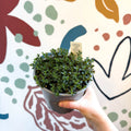Satureja montana – Winter Savoury - Culinary Herbs - Sprouts of Bristol
