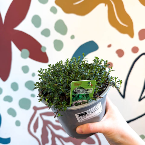 Satureja montana – Winter Savoury - Culinary Herbs - Sprouts of Bristol