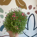 Saxifraga 'Red' - Rockfoils - Evergreen Perennial Alpine - Sprouts of Bristol