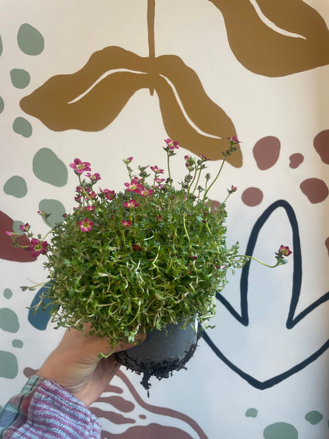 Saxifraga 'Red' - Rockfoils - Evergreen Perennial Alpine - Sprouts of Bristol