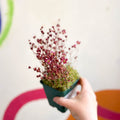 Saxifraga 'Saxony Red' - Cotswold Grown Herbaceous Perennial - Sprouts of Bristol