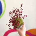 Saxifraga 'Saxony Red' - Cotswold Grown Herbaceous Perennial - Sprouts of Bristol