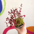 Saxifraga 'Saxony Red' - Cotswold Grown Herbaceous Perennial - Sprouts of Bristol