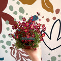 Saxifraga x arendsii 'Pixi Pan' - Rockfoils - British Grown Evergreen Perennial Alpine - Sprouts of Bristol