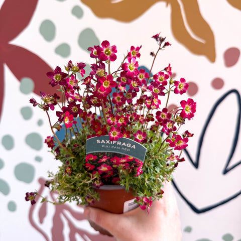 Saxifraga x arendsii 'Pixi Pan' - Rockfoils - British Grown Evergreen Perennial Alpine - Sprouts of Bristol