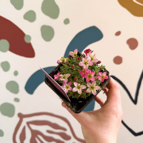Saxifraga x arendsii 'Touran Pink' - Rockfoils - British Grown Evergreen Perennial Alpine - Sprouts of Bristol