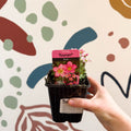 Saxifraga x arendsii 'Touran Pink' - Rockfoils - British Grown Evergreen Perennial Alpine - Sprouts of Bristol