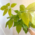 Schefflera actinophylla 'Golden Amate' - Umbrella Tree - Sprouts of Bristol