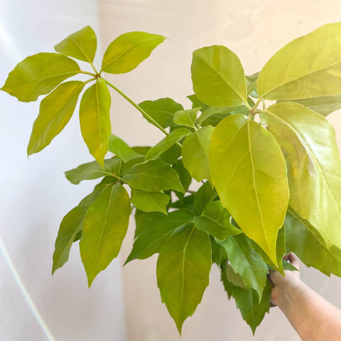 Schefflera actinophylla 'Golden Amate' - Umbrella Tree - Sprouts of Bristol