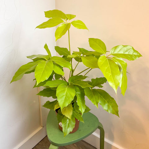 Schefflera actinophylla 'Golden Amate' - Umbrella Tree - Sprouts of Bristol