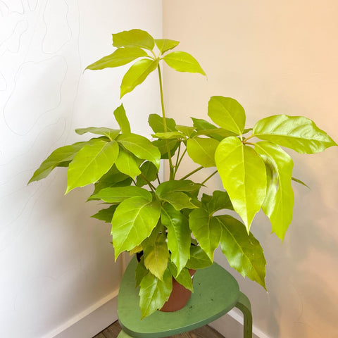 Schefflera actinophylla 'Golden Amate' - Umbrella Tree - Sprouts of Bristol
