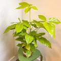 Schefflera actinophylla 'Golden Amate' - Umbrella Tree - Sprouts of Bristol