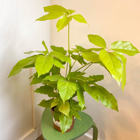 Schefflera actinophylla 'Golden Amate' - Umbrella Tree - Sprouts of Bristol