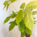 Schefflera actinophylla 'Golden Amate' - Umbrella Tree - Sprouts of Bristol