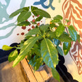 Schefflera actinophylla - Octopus Tree - Sprouts of Bristol
