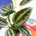 Schismatoglottis hainanensis - Sprouts of Bristol