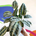 Schismatoglottis hainanensis - Sprouts of Bristol