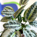 Schismatoglottis hainanensis - Sprouts of Bristol