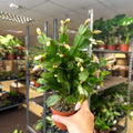 Schlumbergera - White Holiday Cactus - Sprouts of Bristol