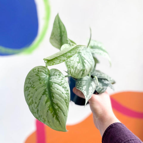 Scindapsus pictus 'Trebie / Exotica' - Satin Pothos - Sprouts of Bristol