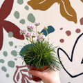 Sea Thrift - Armeria maritima 'Armada Rose' - Sprouts of Bristol
