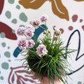 Sea Thrift - Armeria maritima 'Armada Rose' - Sprouts of Bristol