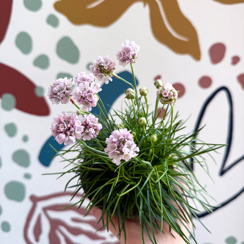 Sea Thrift - Armeria maritima 'Armada Rose' - Sprouts of Bristol