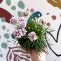 Sea Thrift - Armeria maritima 'Armada Rose' - Sprouts of Bristol