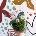 Sea Thrift - Armeria maritima 'Armada Rose' - Sprouts of Bristol
