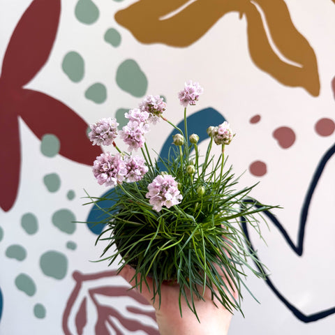 Sea Thrift - Armeria maritima 'Armada Rose' - Sprouts of Bristol